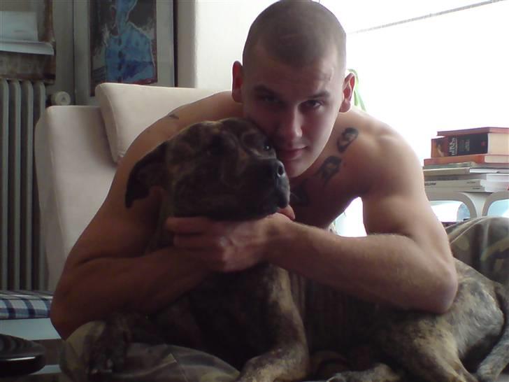 Amerikansk staffordshire terrier Castro billede 8