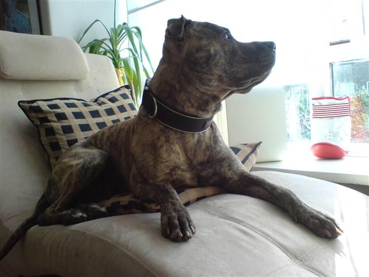 Amerikansk staffordshire terrier Castro billede 10