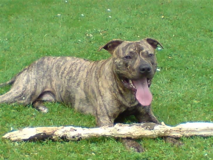 Amerikansk staffordshire terrier Castro billede 11