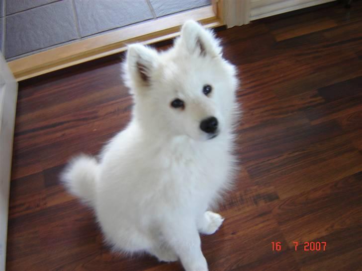 Samojedhund Charlie billede 10