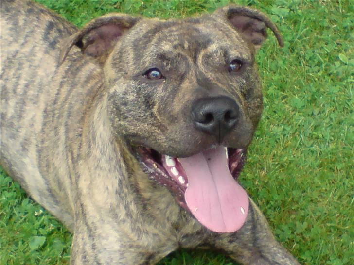 Amerikansk staffordshire terrier Castro billede 12