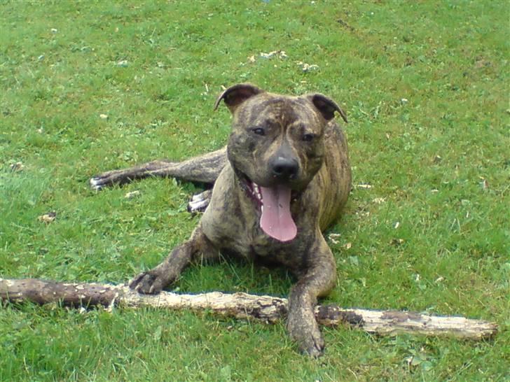 Amerikansk staffordshire terrier Castro billede 13