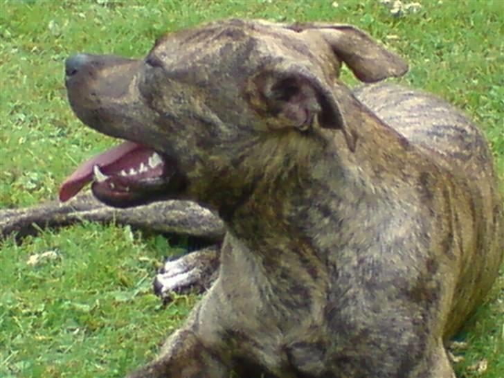 Amerikansk staffordshire terrier Castro billede 14