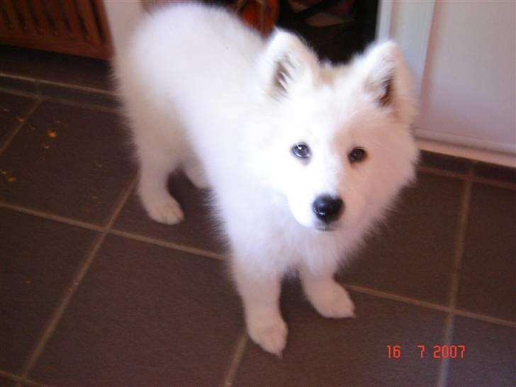Samojedhund Charlie billede 11