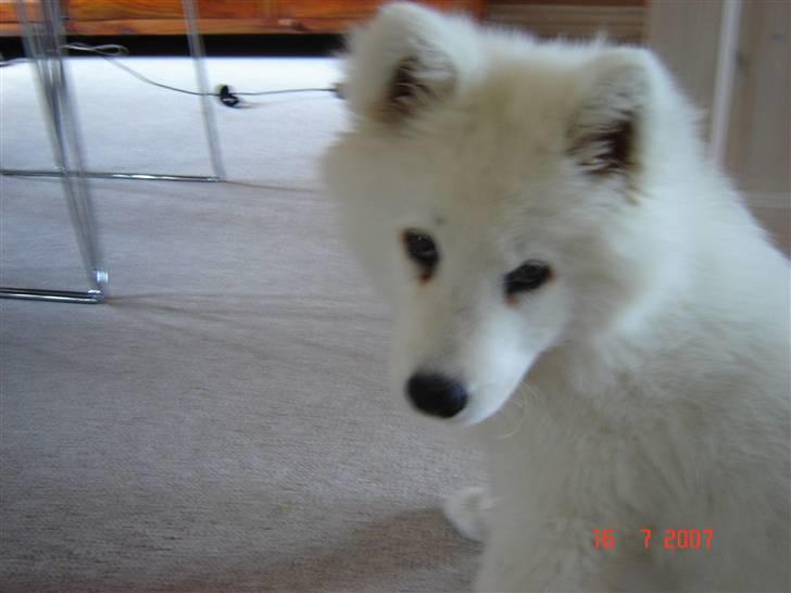 Samojedhund Charlie billede 12
