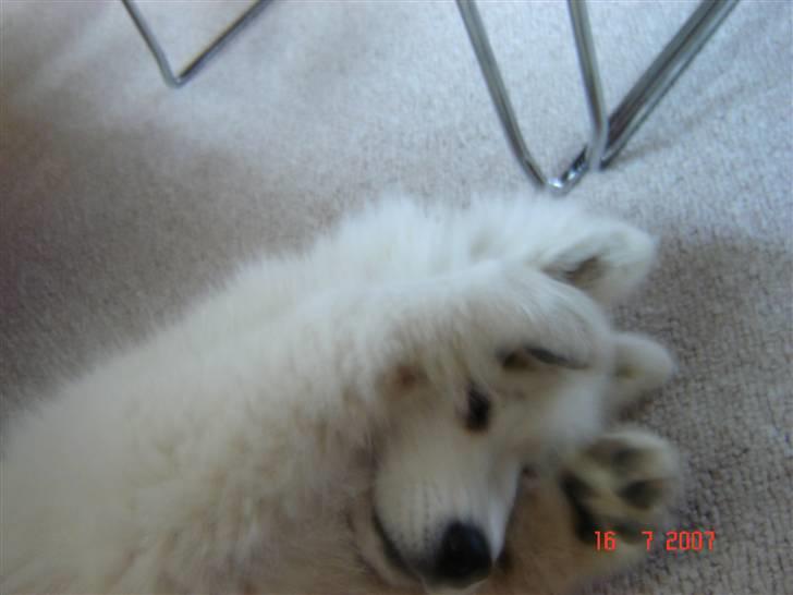 Samojedhund Charlie - Skal vi lege gemmeleg..?? billede 13
