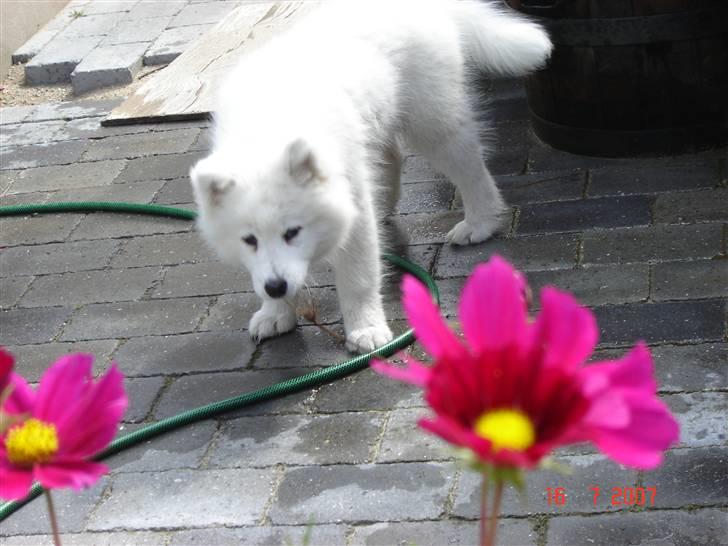 Samojedhund Charlie - Charlie leger med vandslangen... billede 14