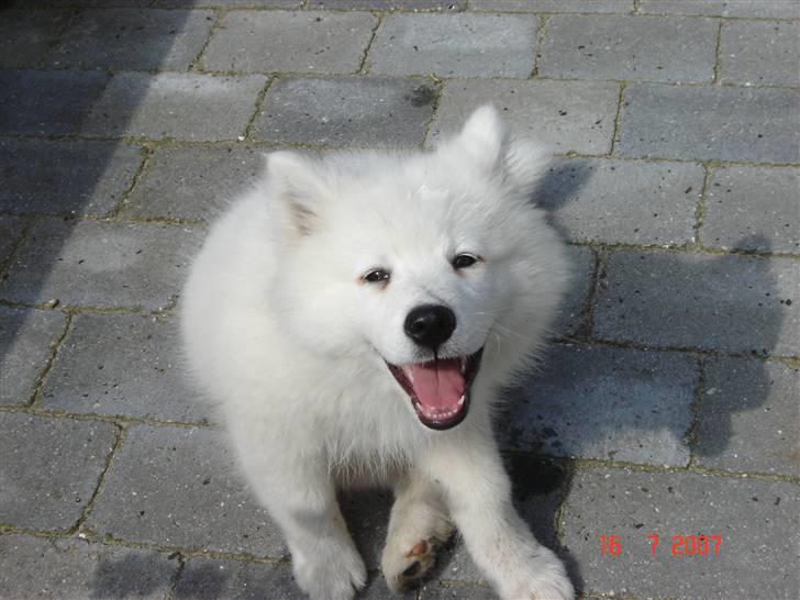 Samojedhund Charlie - Heii billede 15