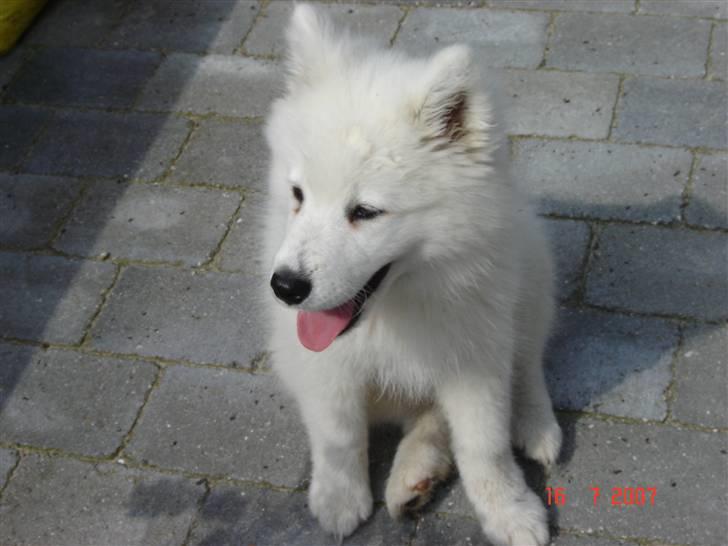 Samojedhund Charlie billede 16