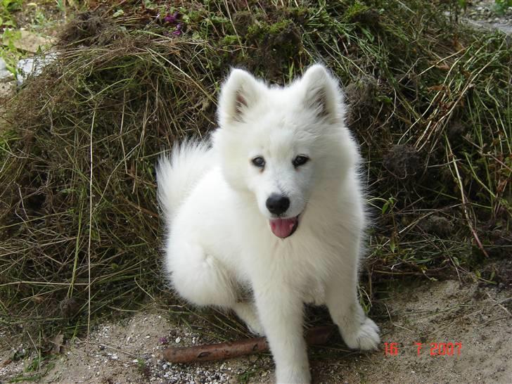 Samojedhund Charlie - Se lige alt det ukrut jeg har rykket op... billede 17