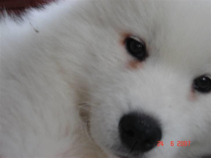 Samojedhund Charlie - Nåååååå billede 18