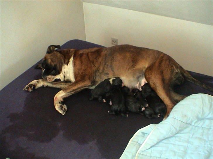 Boxer Emma - så har Emma født 8 hvalpe,  6 H,  2 T. idag d.16.07, faderen er Xantos, vestjylland billede 3