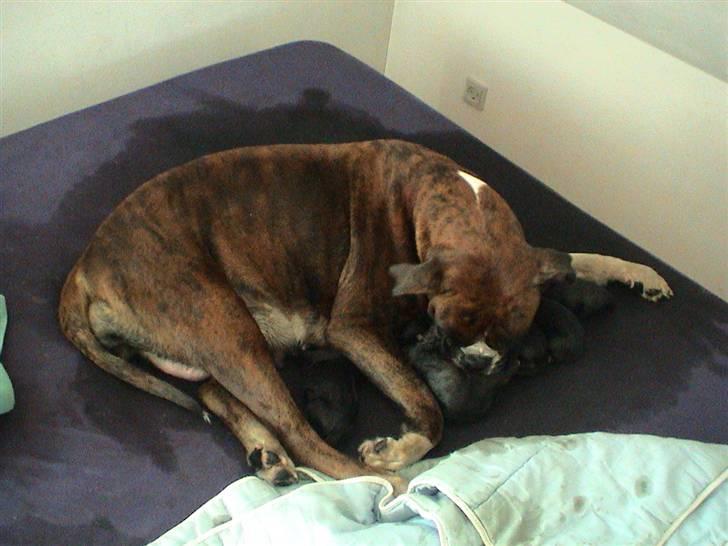 Boxer Emma - Emma og hvalpe, hun er her ikke færdig med fødslen billede 4
