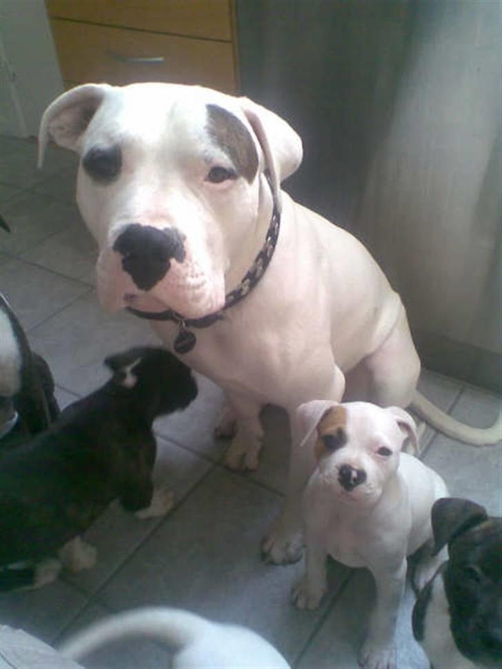 Blanding af racer Luba - Her sidder jeg så med min far, Tyson - gad vide om jeg en dag bliver lige så stor? billede 5