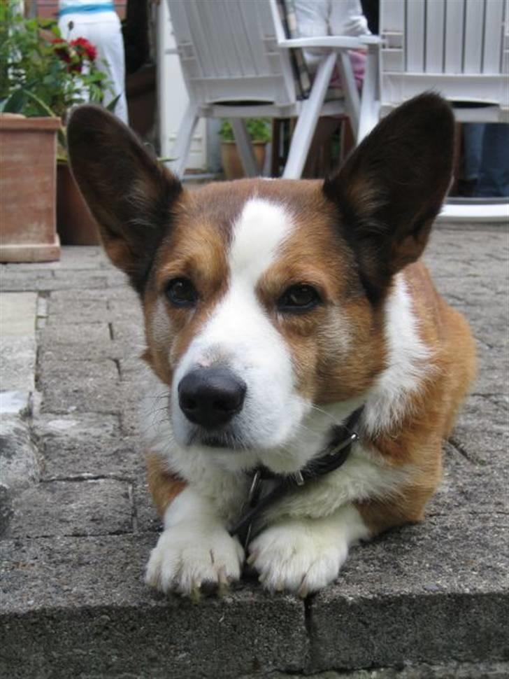 Welsh corgi cardigan Bertram billede 1