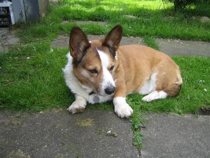 Welsh corgi cardigan Bertram billede 2