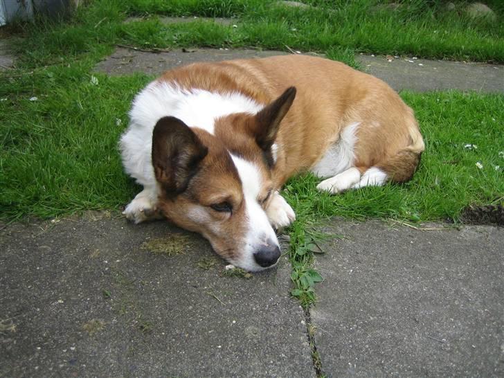 Welsh corgi cardigan Bertram billede 3