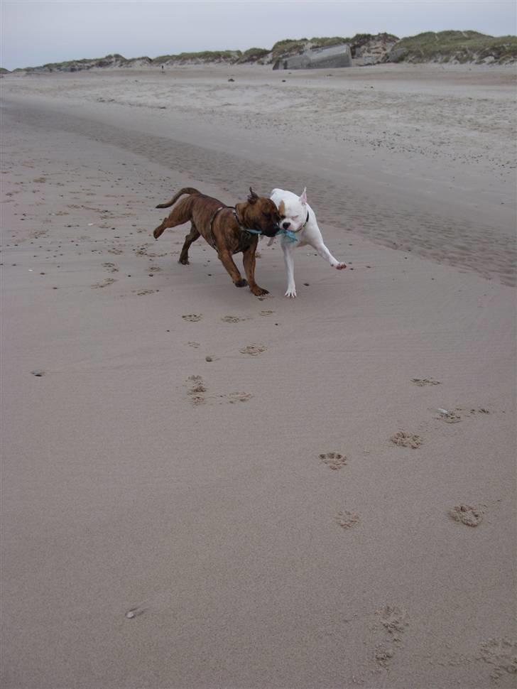 Blanding af racer Luba - Luba og Kalle ved Vesterhavet (oktober 2009) billede 6