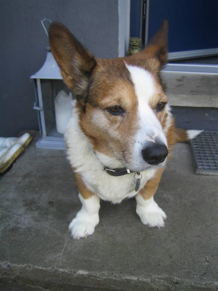 Welsh corgi cardigan Bertram billede 5