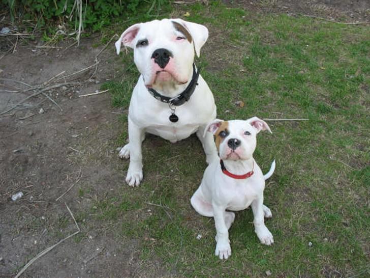 Blanding af racer Luba - "Se far, nu er jeg næsten lige så stor som dig...." billede 7