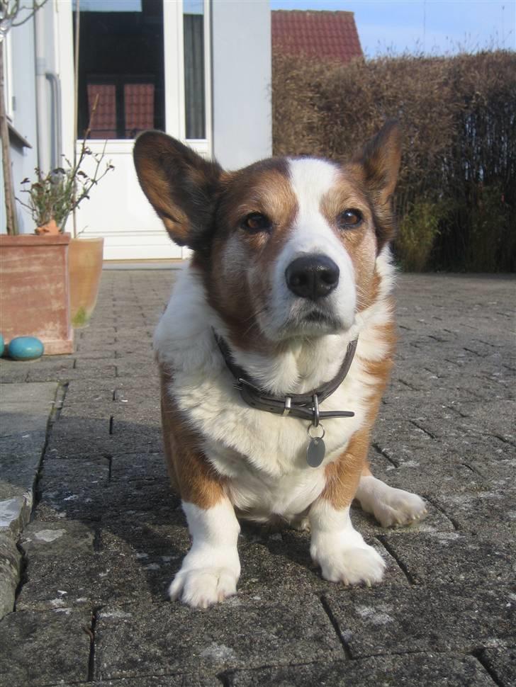 Welsh corgi cardigan Bertram billede 6