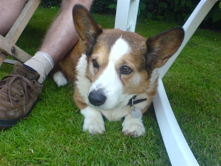 Welsh corgi cardigan Bertram billede 7