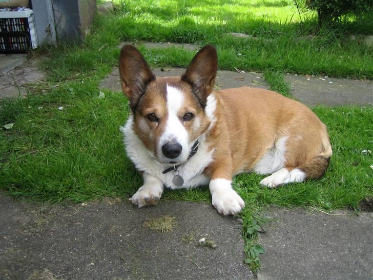 Welsh corgi cardigan Bertram billede 8