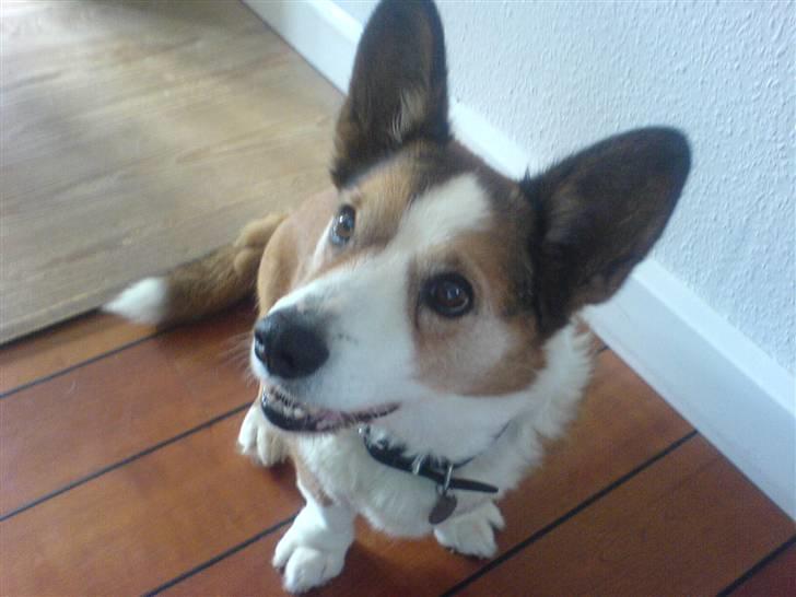 Welsh corgi cardigan Bertram billede 9