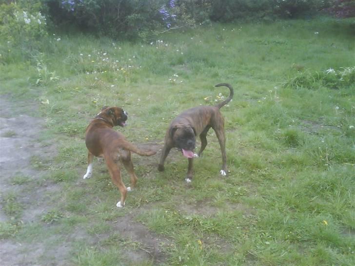 Boxer Emma - Xantos og Emma d.16.05, hvalpe født idag (60dg) billede 5