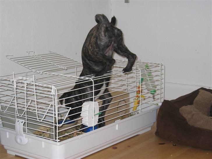 Blanding af racer Betty billede 15