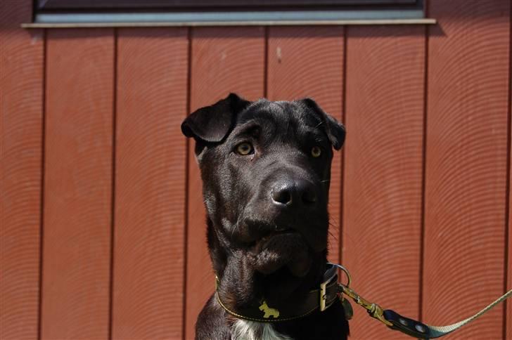 Blanding af racer Buddy - Første gang i sommerhuset  billede 7