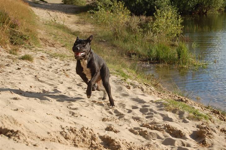 Blanding af racer Buddy - I fuld firspring! billede 8