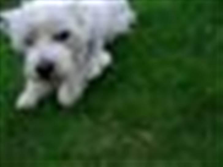 West highland white terrier Rolf billede 12