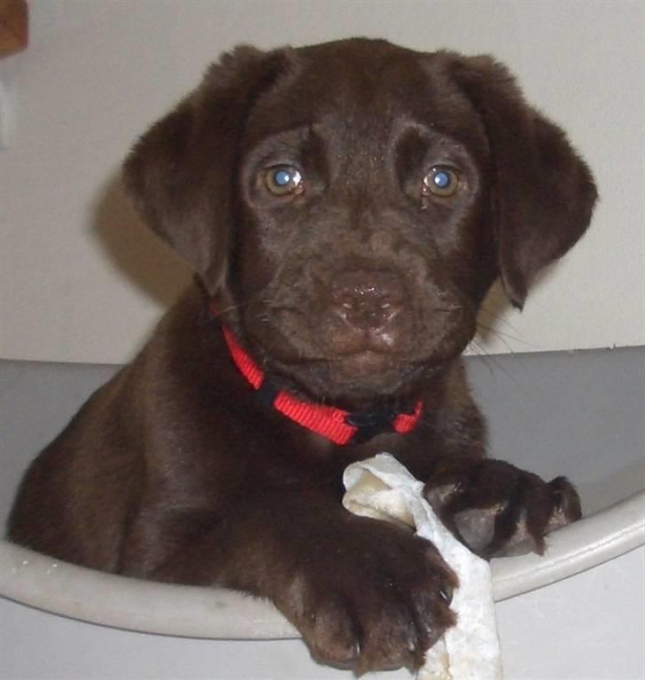 Labrador retriever Luna billede 1