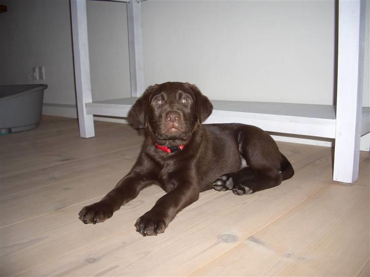 Labrador retriever Luna billede 2