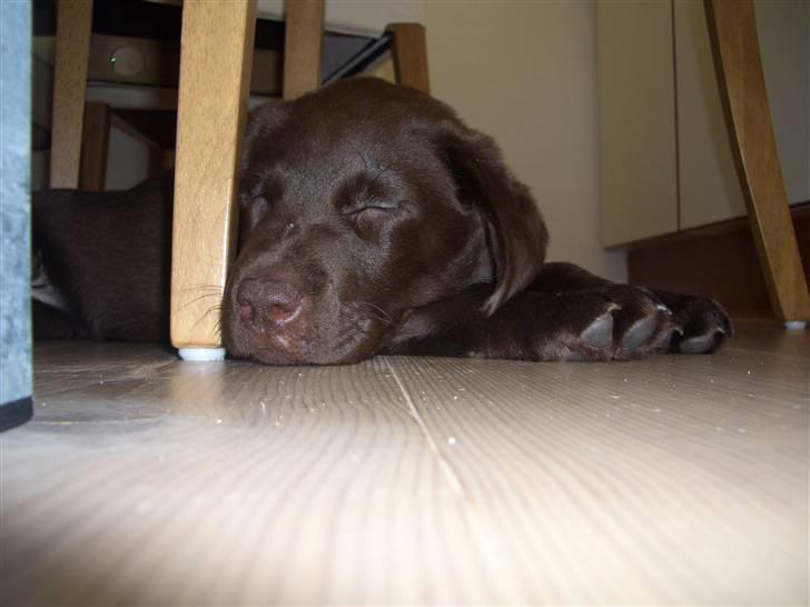 Labrador retriever Luna billede 3