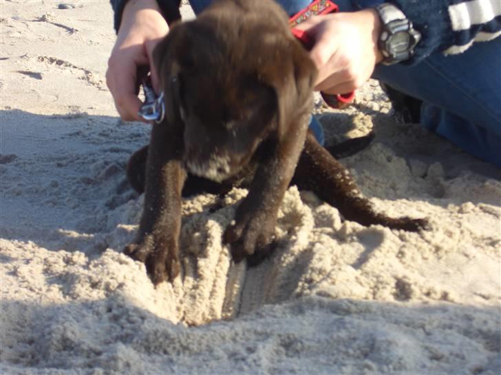 Labrador retriever Luna billede 4