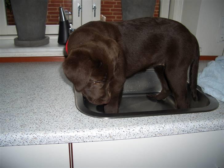 Labrador retriever Luna billede 5