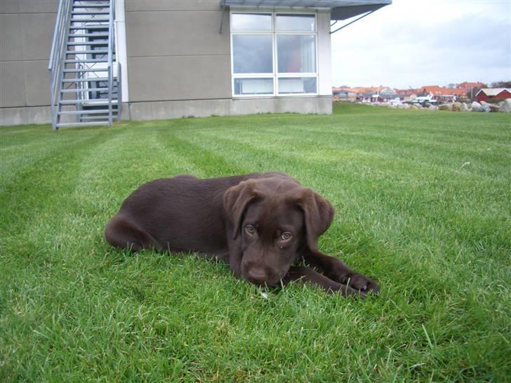 Labrador retriever Luna billede 6