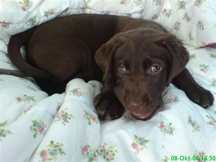 Labrador retriever Luna billede 7