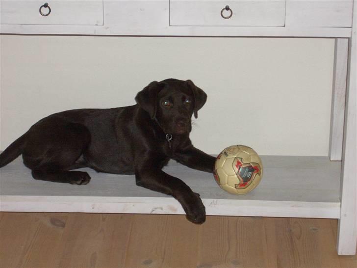 Labrador retriever Luna billede 8