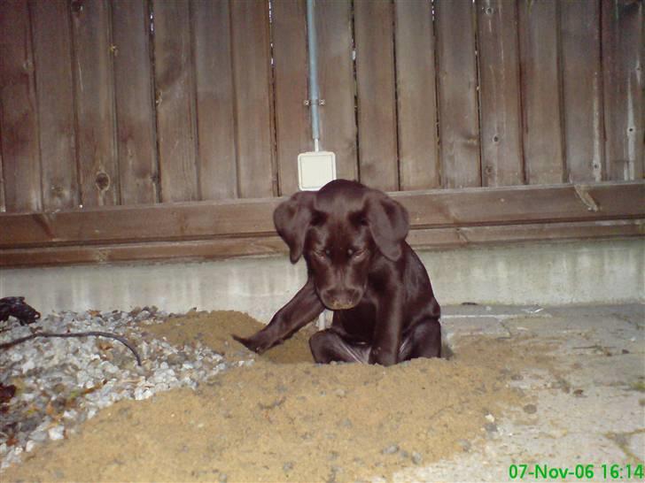 Labrador retriever Luna billede 9