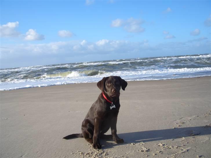 Labrador retriever Luna billede 10