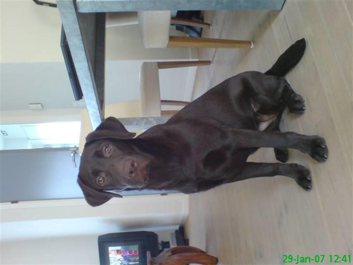 Labrador retriever Luna billede 11