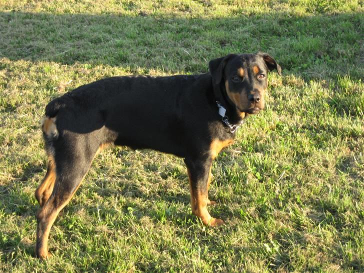 Rottweiler NALA - Flotte pige billede 8