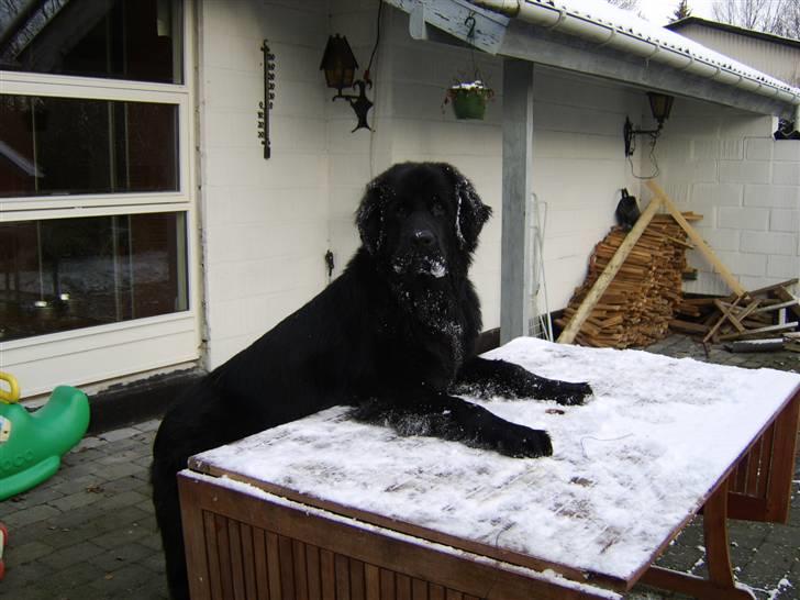 Newfoundlænder Maximus død juli 2008 fra - sne er bare det bedste i verden... sne bliver jo til vand når det smelter :) billede 6