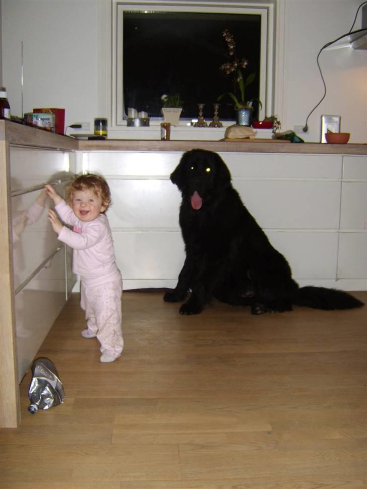 Newfoundlænder Maximus død juli 2008 fra - holder lige øje med Rosa... billede 7