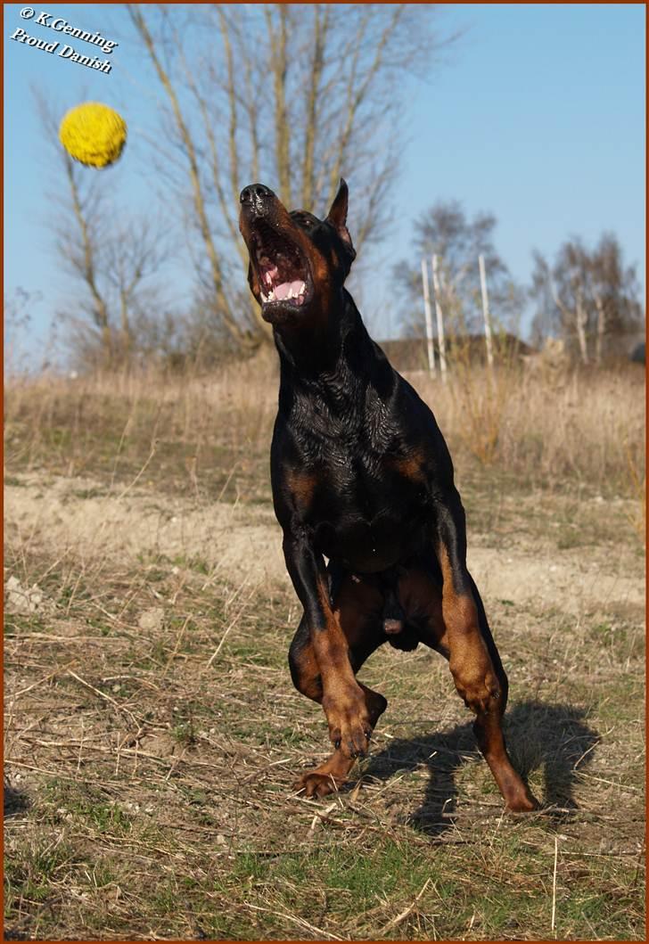 Dobermann Nord Nimrod Od Telepa (R.I.P.) billede 17