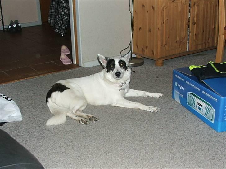 Border collie Sally - Smil til fotografen :D billede 9
