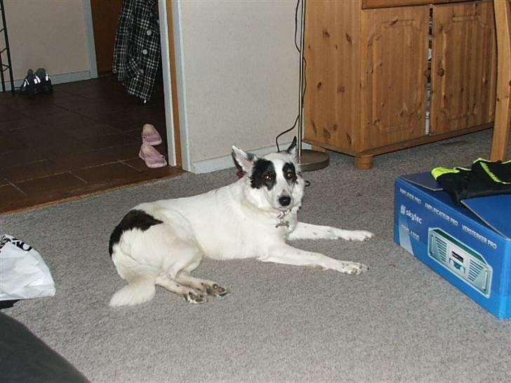 Border collie Sally - Hun er bare så kær :) billede 10